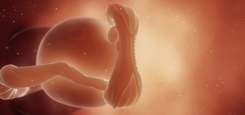 5 tydzień ciąży, kalendarz ciąży, jak działa test ciążowy