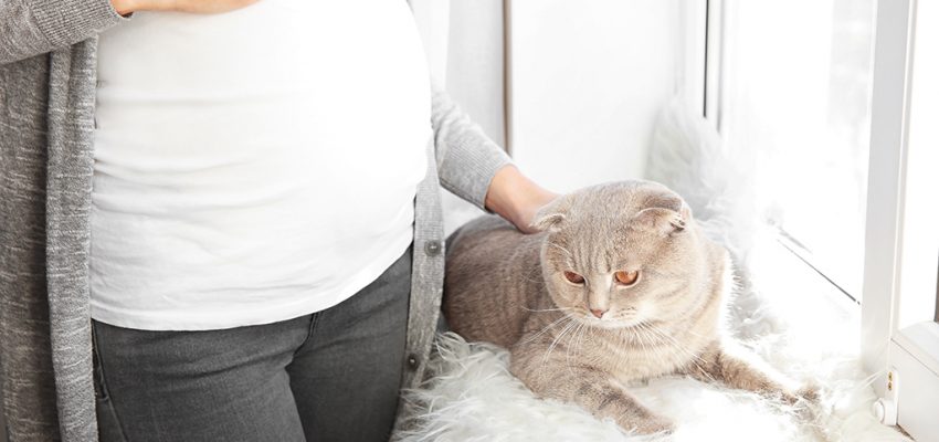 toksoplazmoza w ciąży, kot a ciąża, leczenie toksoplazmozy, ryzyko toksoplazmozy, choroba od kota w ciąży